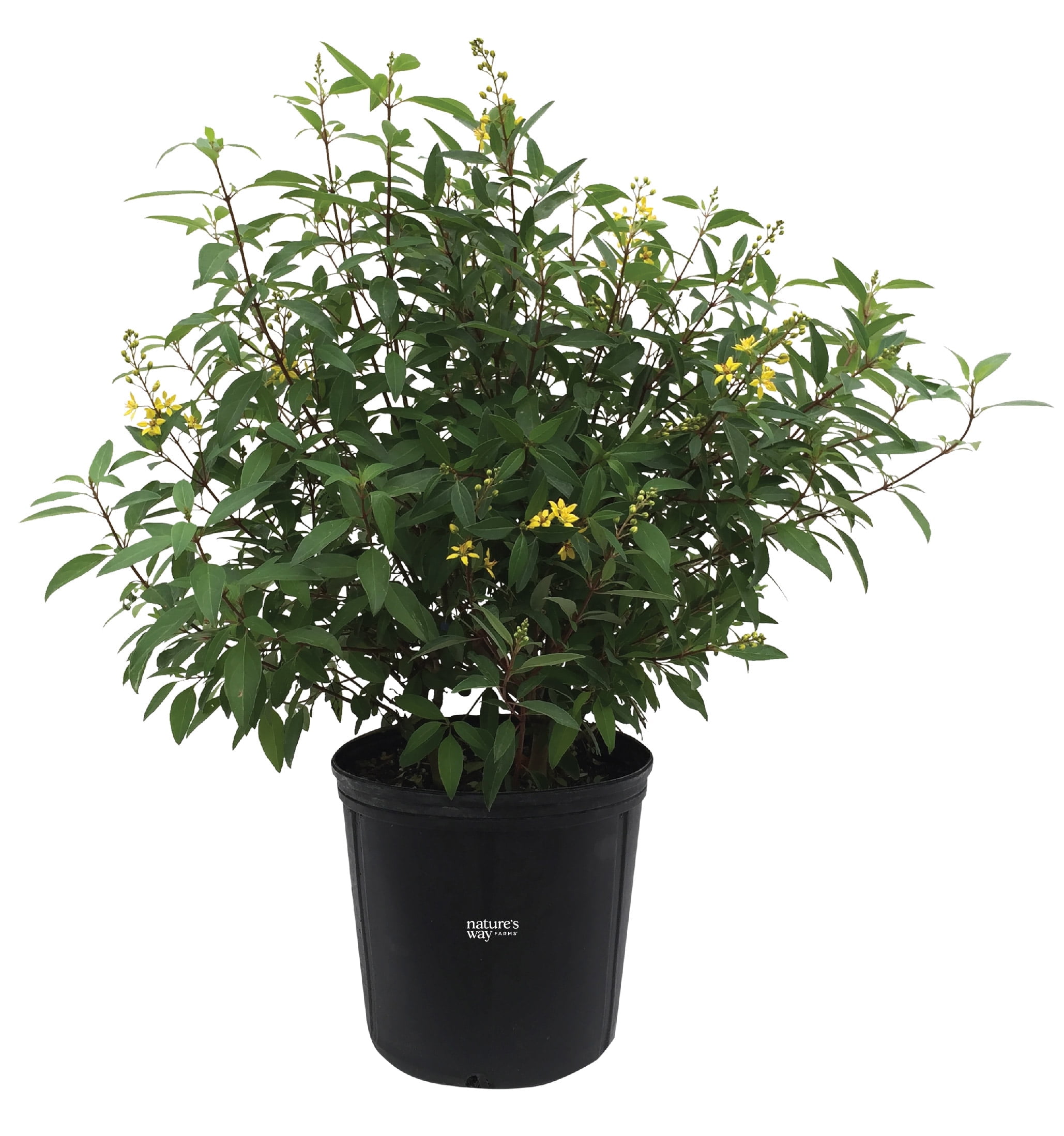 Nature's Way Farms Thryallis Live Plant (25-30 in. Tall) in Grower Pot