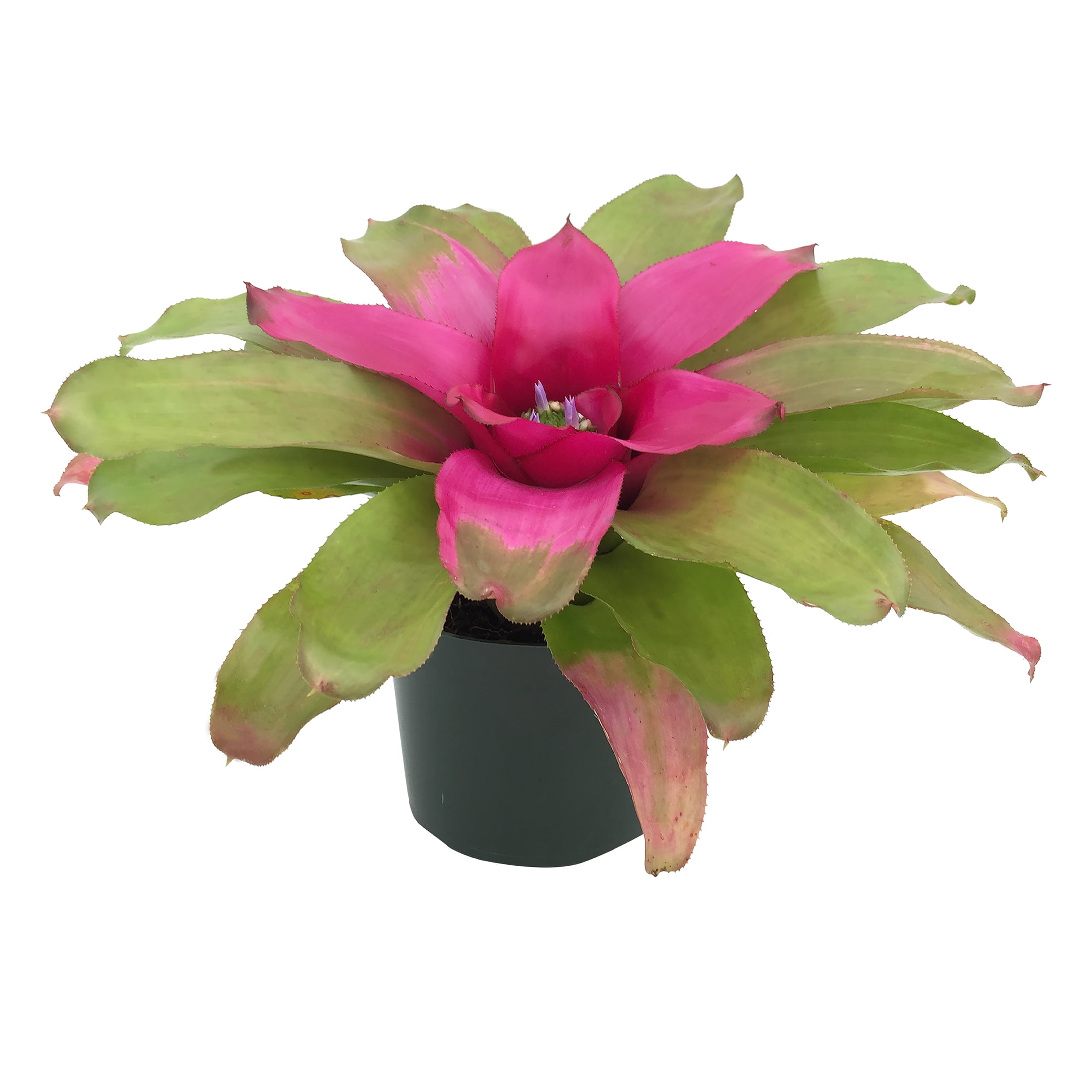 Nature's Way Farms Under The Florida Sun 1.41QT Pink Bromeliad Live Plant -  Walmart.com, image size:2200x2200