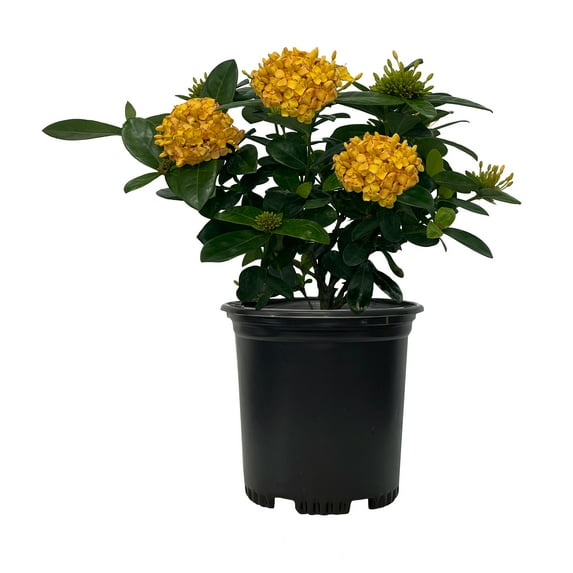 Nature's Way Farms Under The Florida Sun 2.5QT Ixora Live Plant