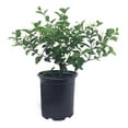 thumbnail image 1 of Nature's Way Farms Under The Florida Sun 2.5QT Jasmine Asian Snow Live Plant, 1 of 1
