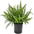 thumbnail image 1 of Nature's Way Farms Under The Florida Sun 2.5QT Kimberly Queen Fern Live Plant, 1 of 1