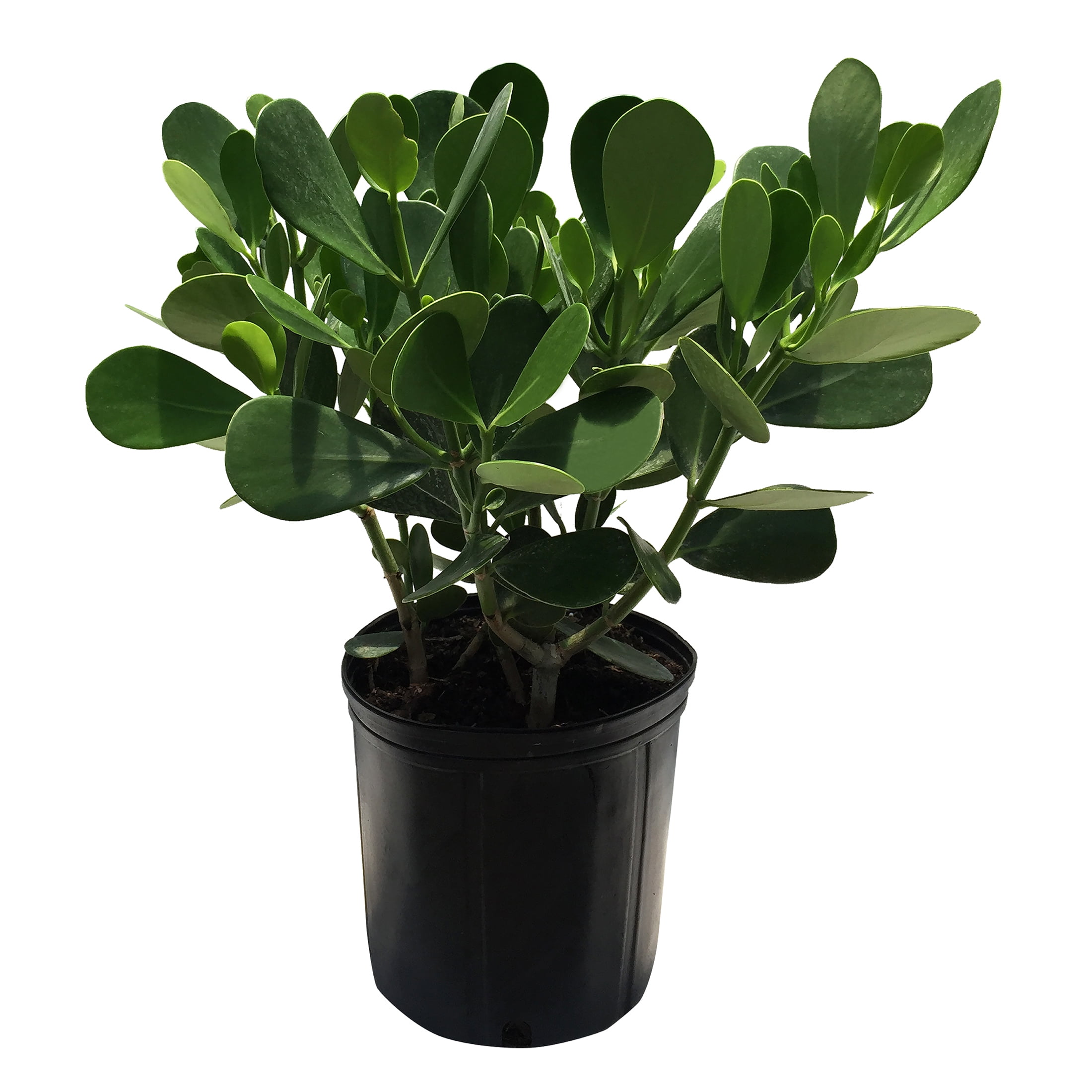 Nature's Way Farms Under The Florida Sun 2G Clusia Live Plant