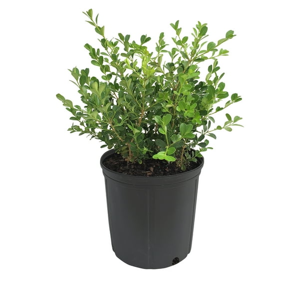 Nature's Way Farms Under The Florida Sun 2G Japanese Boxwood Live Plant
