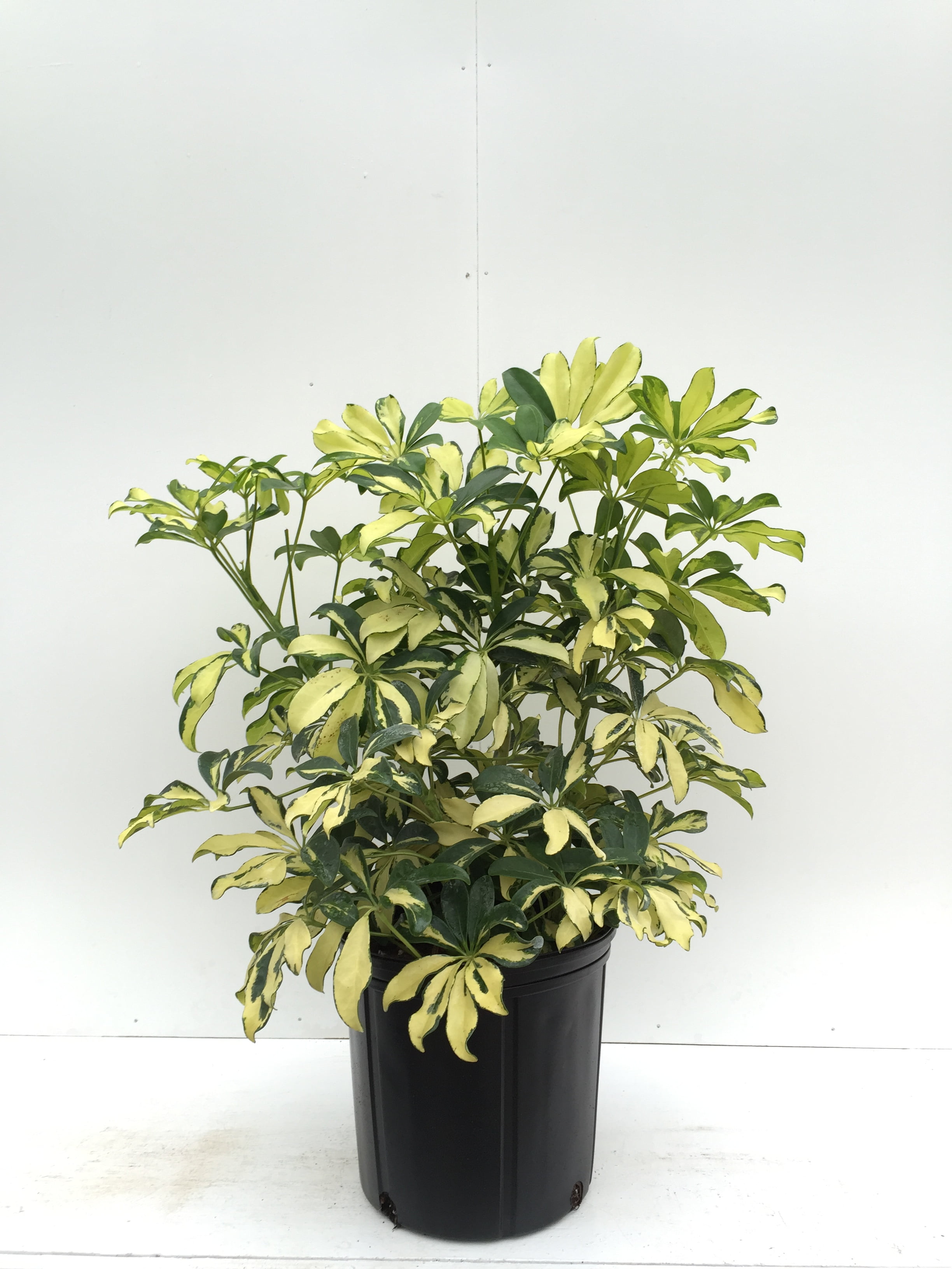 Nature's Way Farms Under The Florida Sun 2G Trinette Live Plant ...