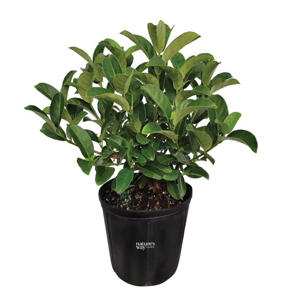 Nature's Way Farms Viburnum Odoratissima Outdoor Live Plant (25-30 in. Tall) in Grower Pot