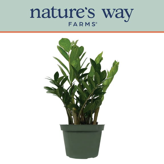 Nature's Way Farms ZZ Live Plant (15-25 in. Tall) in Growers Pot