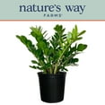 thumbnail image 1 of Nature's Way Farms ZZ Live Plant (25-30 in. Tall) in Growers Pot, 1 of 4