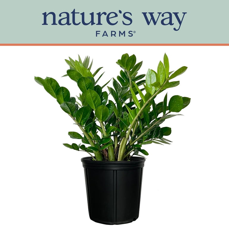 Nature's Way Farms ZZ Live Plant in Growers Pot 25-30 in Tall Low