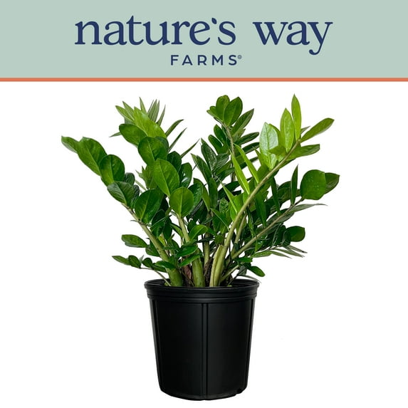 Nature's Way Farms ZZ Live Plant (25-30 in. Tall) in Growers Pot