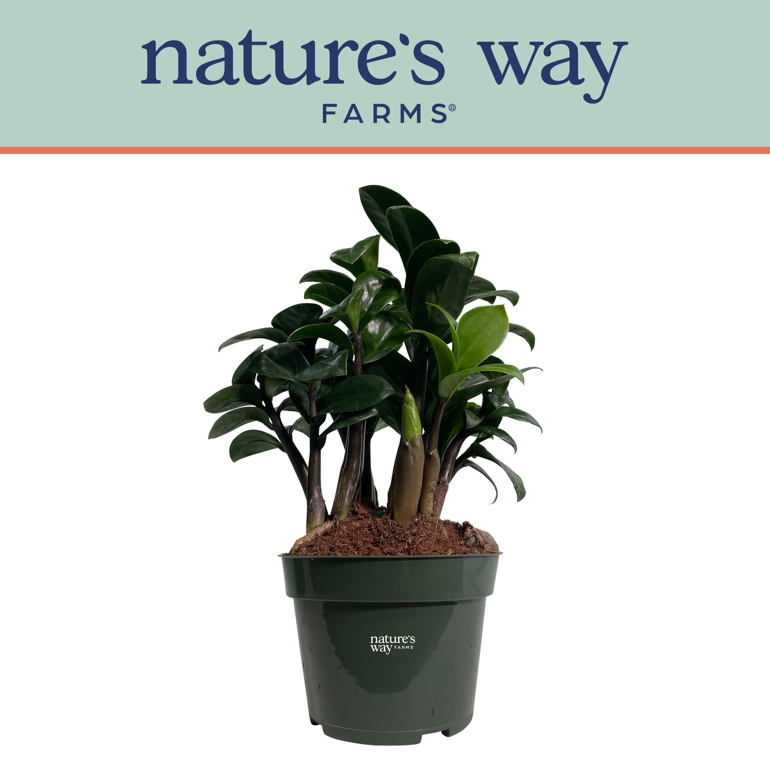 Nature's Way Farms ZZ Zenzi Live Plant (7-11 inches tall) in growers pot -  Walmart.com