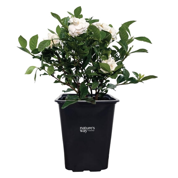 Natures Way Farms Gardenia Veitchii Fragrant Flowering Shrub (15-25in Tall) in Grower Pot