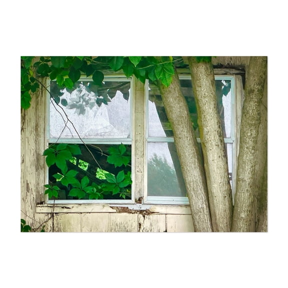 Nature's Window - Photography Abandoned Rustic Farmhouse Nature Woodland Vintage Botanical Unframed Wall Art Print 4 x 6 inches