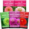 NatureZ Edge Zinnia Seeds MMF7 for Planting Outdoors, Flower Seeds