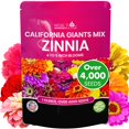 NatureZ Edge Zinnia Seeds MMF7 for Planting Outdoors, Flower Seeds