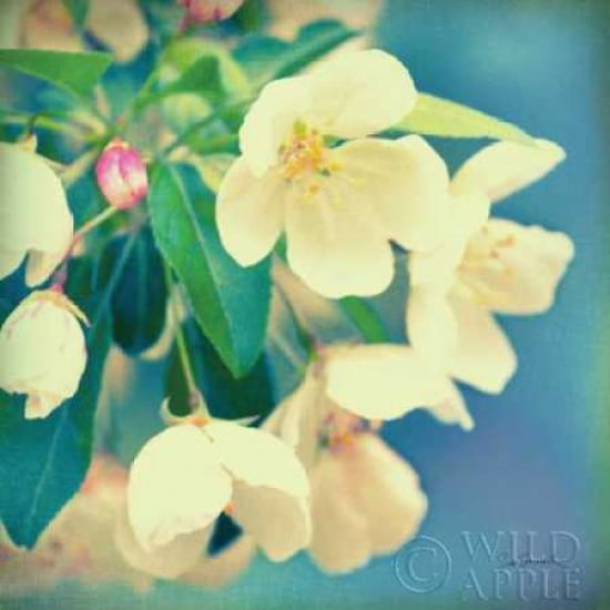 Natures Apple Blossom Canvas Art - Sue Schlabach (24 x 24)