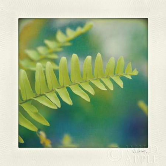 Natures Fern I Canvas Art - Sue Schlabach (24 x 24)