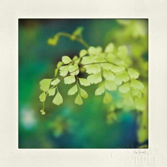 Natures Fern II Canvas Art - Sue Schlabach (24 x 24)