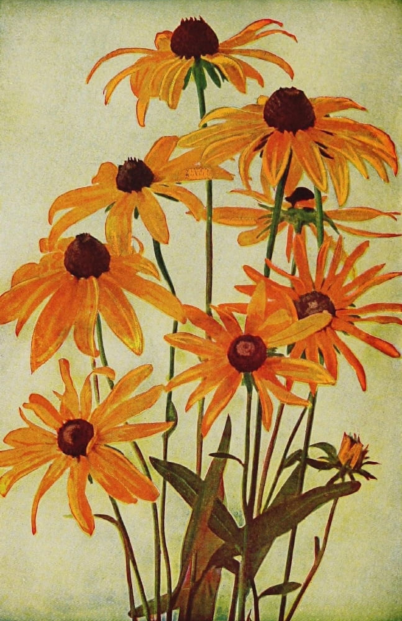 Natures Garden 1900 Black-eyed Susan or Ox-eye Daisy Canvas Art - Unknown (18 x 24)