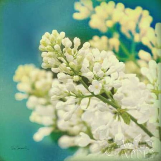 Natures Lilac Blossom Canvas Art - Sue Schlabach (24 x 24)