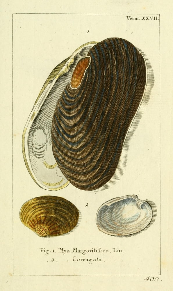 Naturgeschichte Des