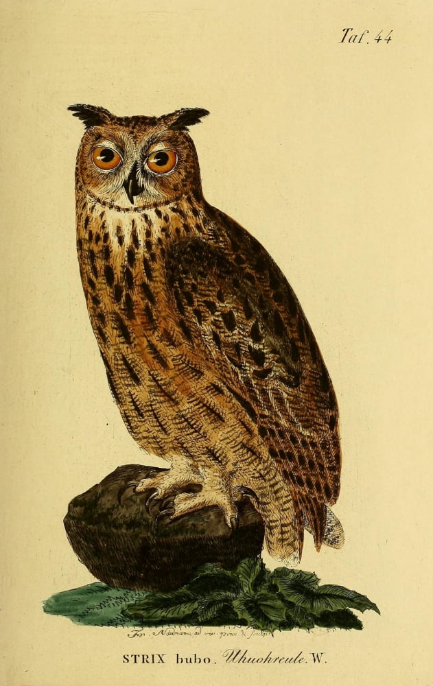 Naturgeschichte der Vgel 1820 Eagle Owl Canvas Art - JA Naumann (18 x 24)