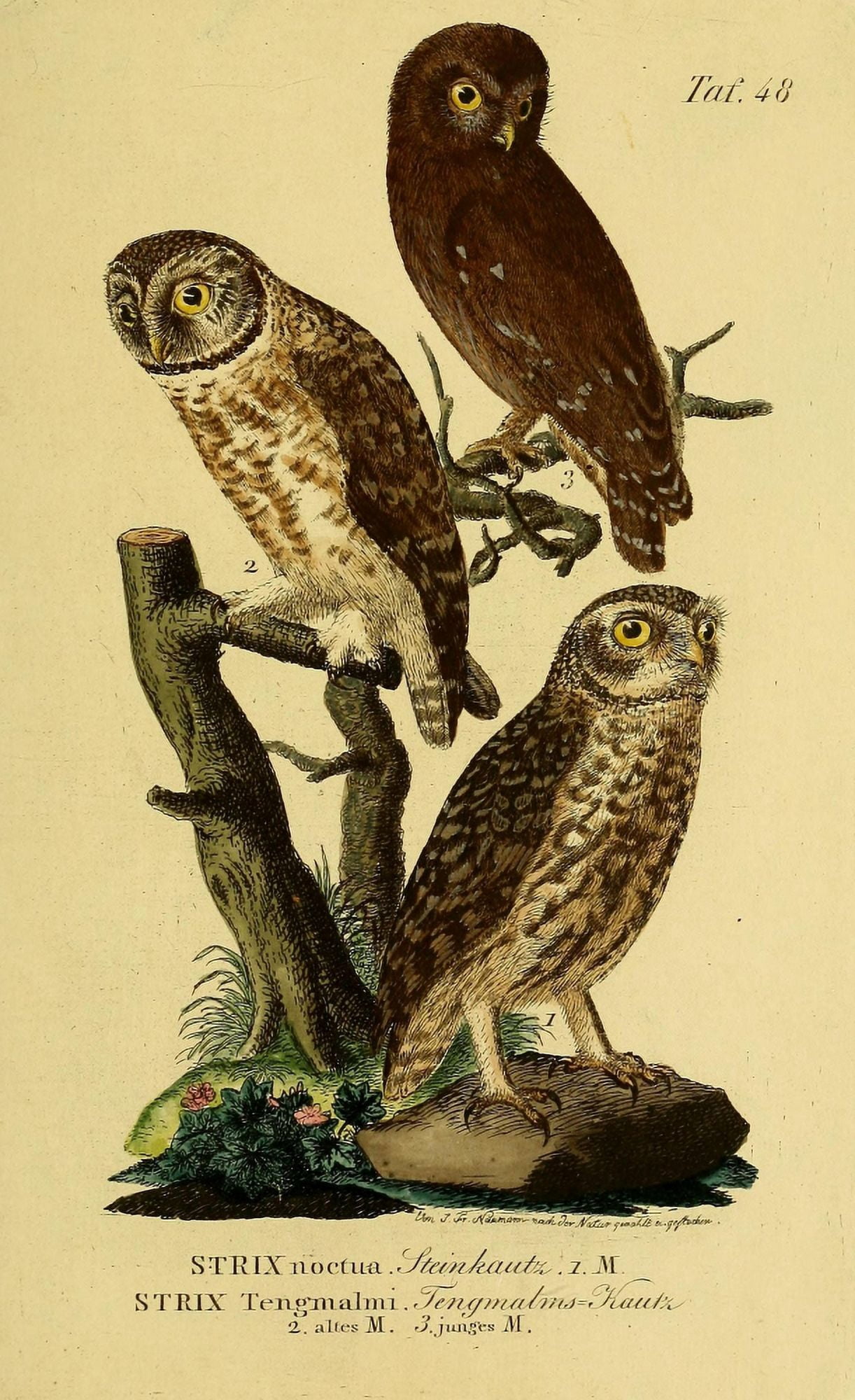 Naturgeschichte der Vgel 1820 Little & Tengmalms Owl Canvas Art - JA Naumann (18 x 24)