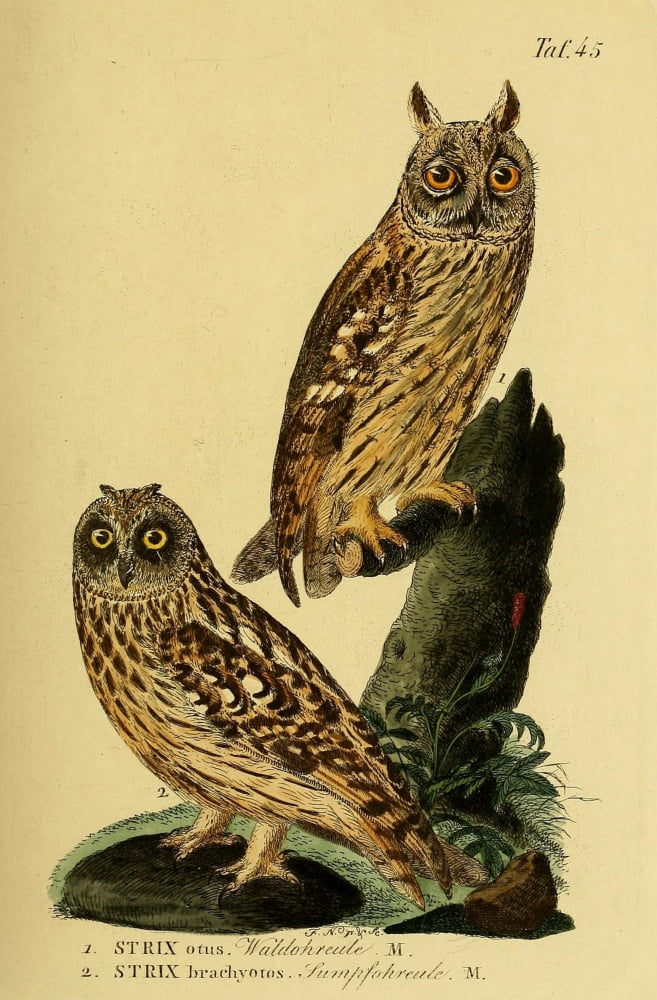 Naturgeschichte der Vgel 1820 Long-eared Owl Canvas Art - JA Naumann (24 x 36)