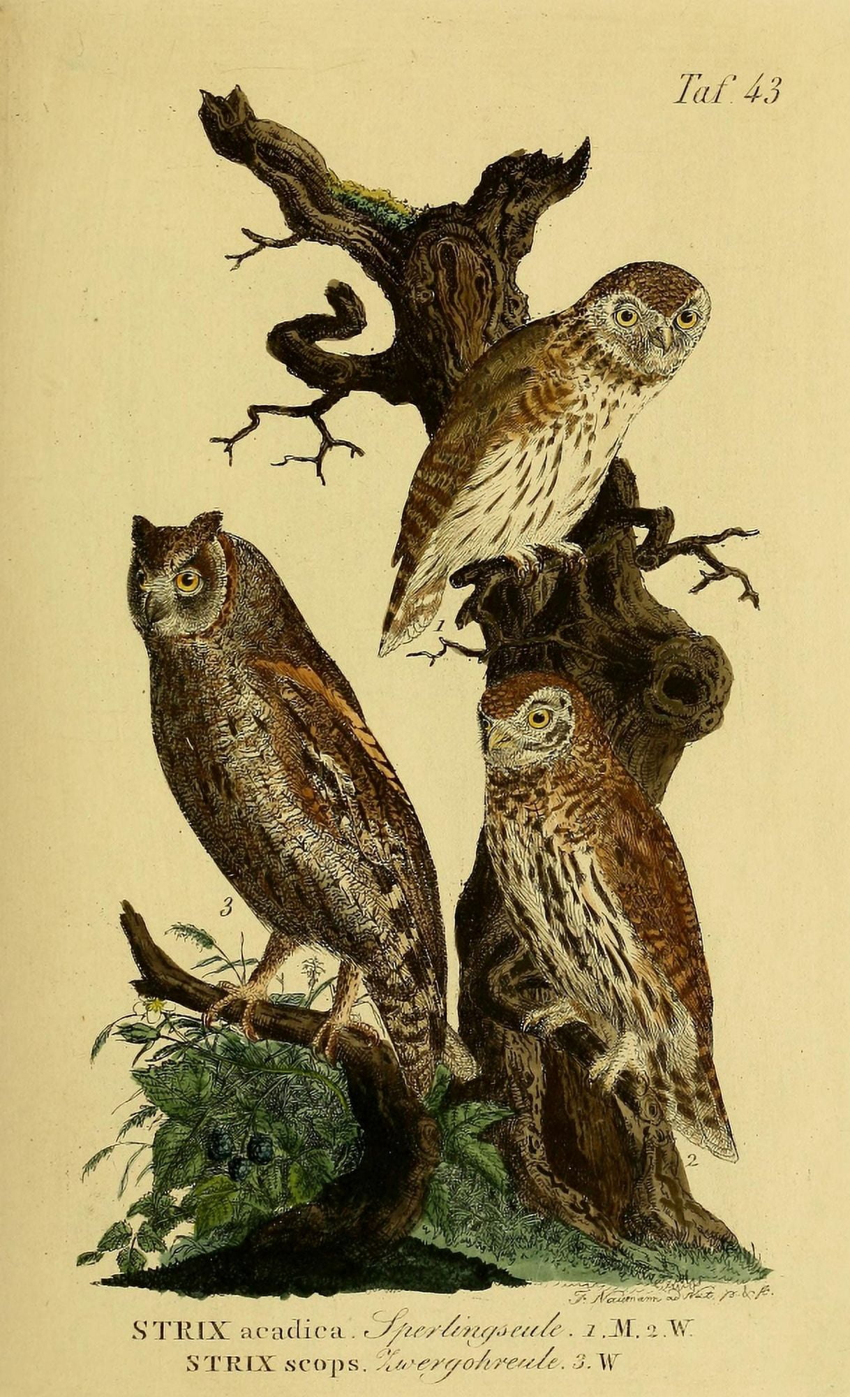 Naturgeschichte der Vgel 1820 Scops Owl et al Canvas Art - JA Naumann (18 x 24)