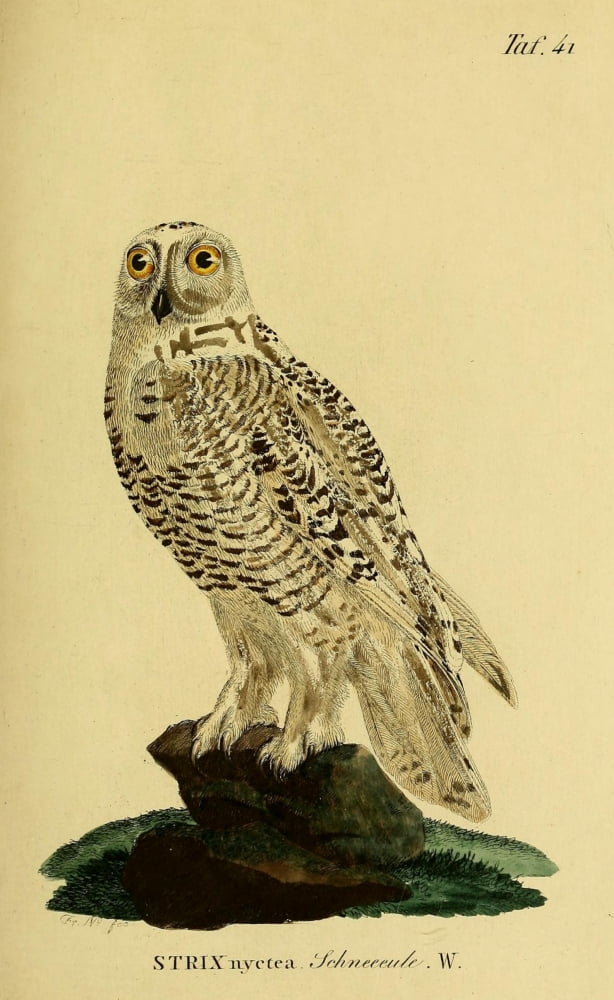 Naturgeschichte der Vgel 1820 Snowy Owl Canvas Art - JA Naumann (24 x 36)