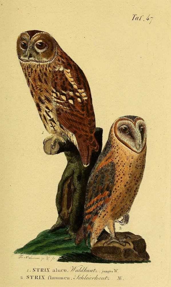 Naturgeschichte der Vgel 1820 Tawny Owl et al Canvas Art - JA Naumann (24 x 36)