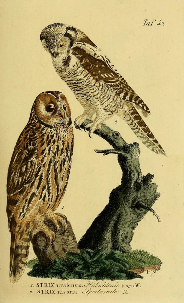 Naturgeschichte der Vgel 1820 Ural Hawk Owl Canvas Art - JA Naumann (24 x 36)