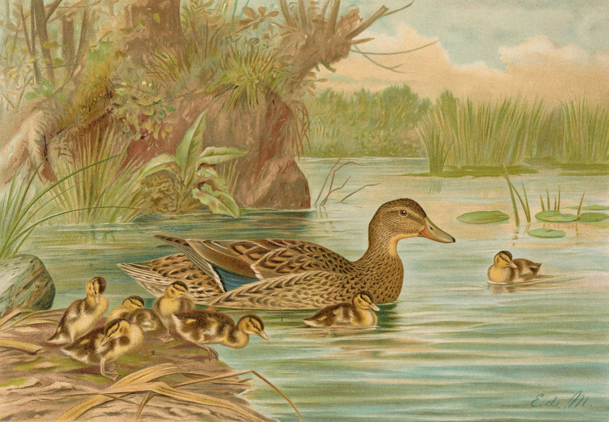 Naturgeschichte der Vgel 1897 Mallards Canvas Art - E de M (18 x 24)