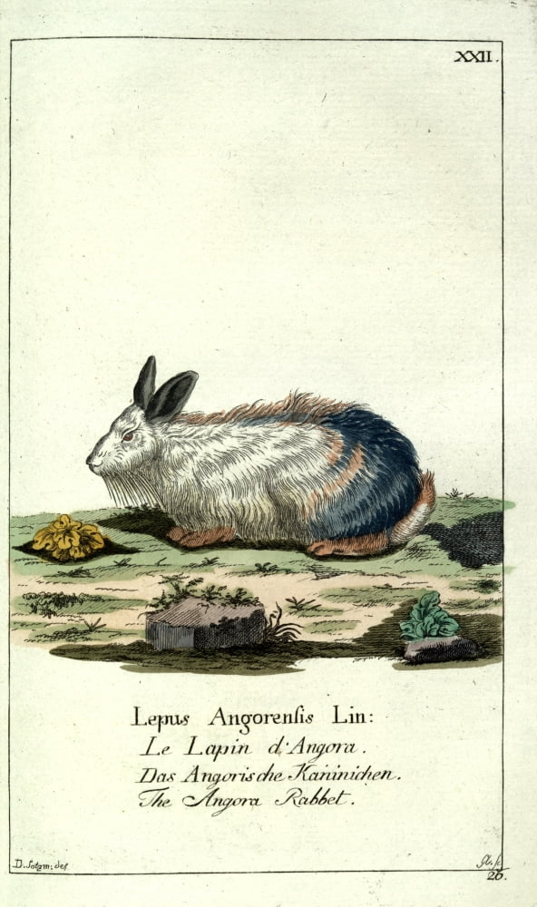 Naturgeschichte des Thierreichs 1780 Angora Rabbit Canvas Art - Daniel Sotzmann (18 x 24)