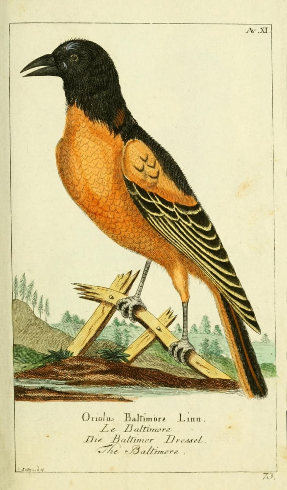 Naturgeschichte des Thierreichs 1780 Baltimore Oriole Canvas Art - Daniel Sotzmann (24 x 36)