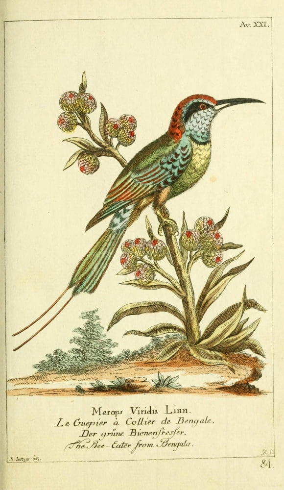 Naturgeschichte des Thierreichs 1780 Bee-eater Canvas Art - Daniel Sotzmann (24 x 36)