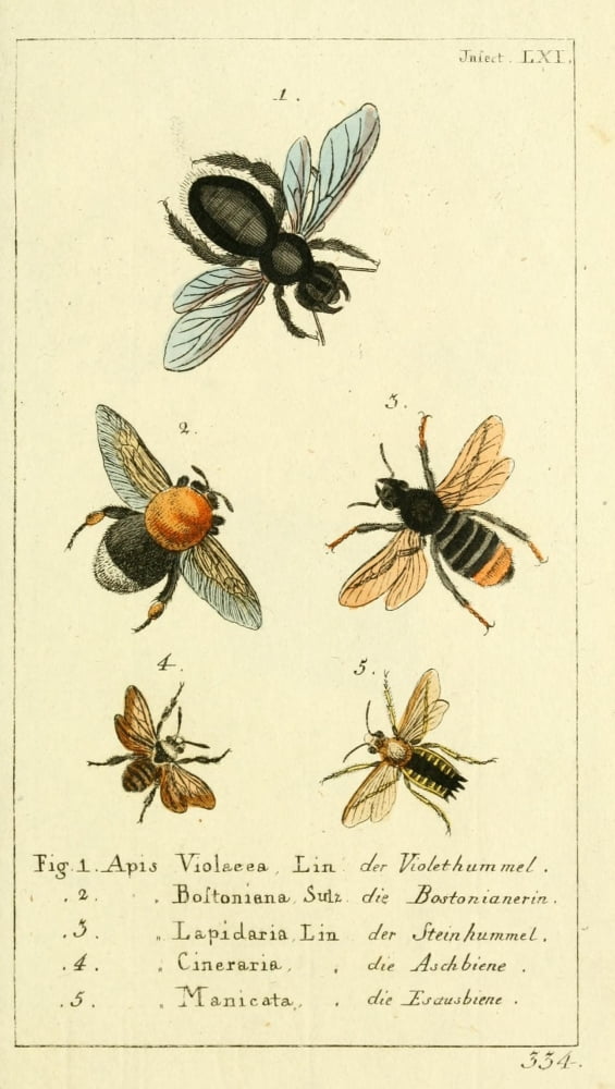 Naturgeschichte des Thierreichs 1780 Bees Canvas Art - Daniel Sotzmann (18 x 24)