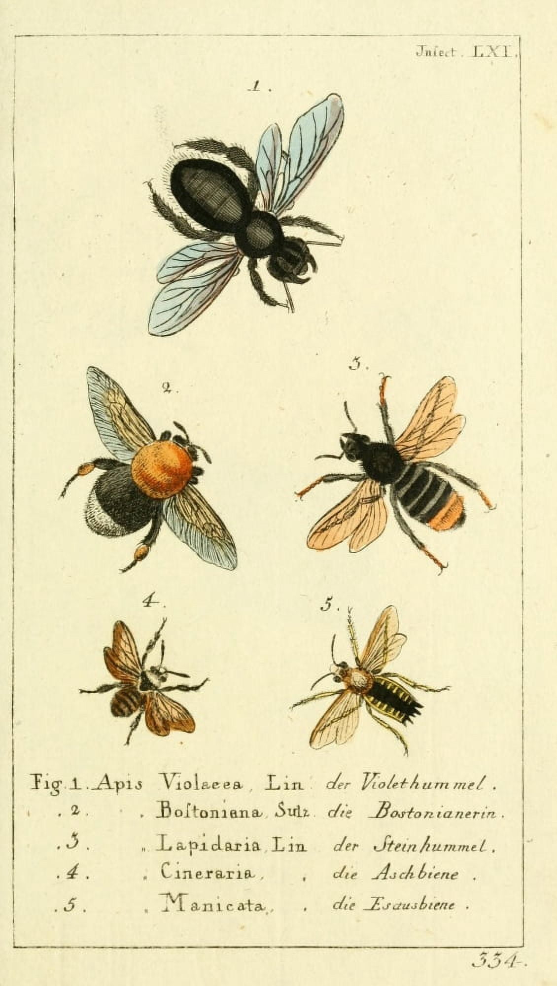 Naturgeschichte des Thierreichs 1780 Bees Canvas Art - Daniel Sotzmann (24 x 36)