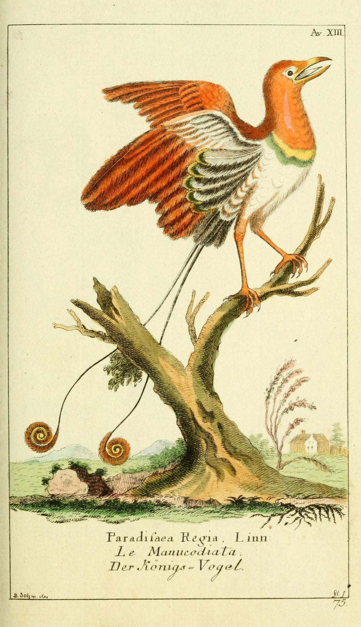 Naturgeschichte des Thierreichs 1780 Bird of Paradise Canvas Art - Daniel Sotzmann (18 x 24)