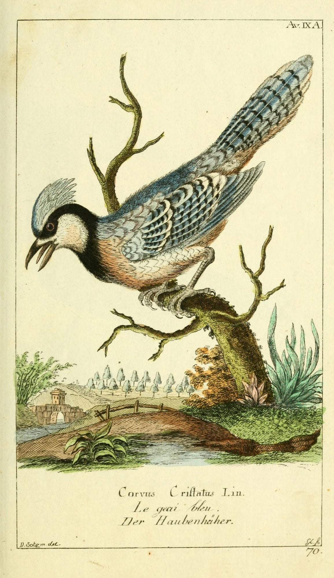 Naturgeschichte des Thierreichs 1780 Blue Jay Canvas Art - Daniel Sotzmann (18 x 24)