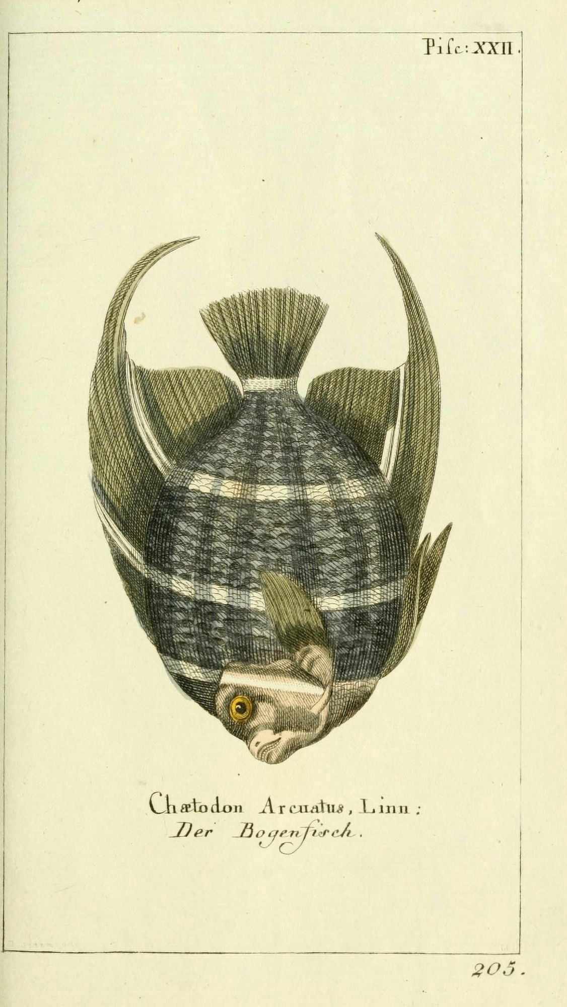 Naturgeschichte des Thierreichs 1780 Bowfish Canvas Art - Daniel Sotzmann (24 x 36)