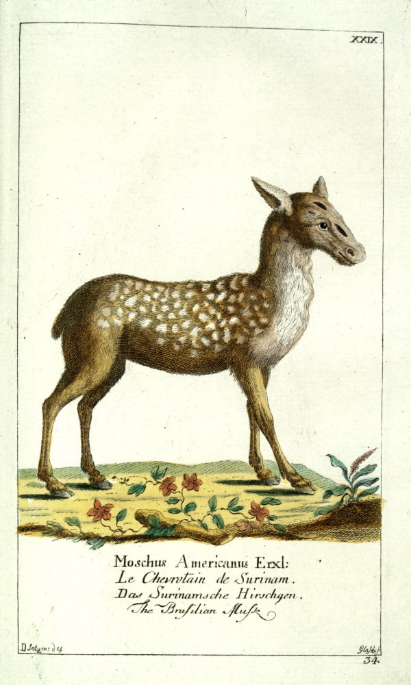Naturgeschichte des Thierreichs 1780 Brazilian Musk Canvas Art - Daniel Sotzmann (18 x 24)