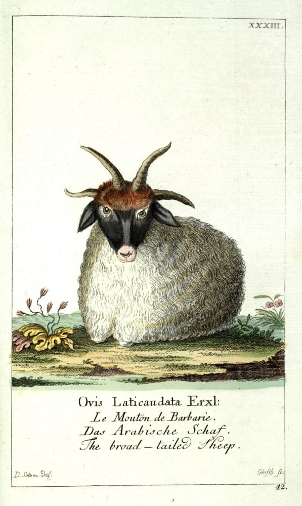 Naturgeschichte des Thierreichs 1780 Broad-tailed Sheep Canvas Art - Daniel Sotzmann (18 x 24)