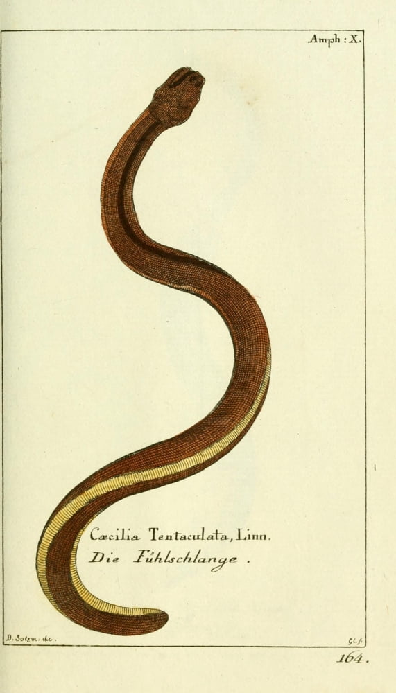 Naturgeschichte des Thierreichs 1780 Caecilia Tentaculata Canvas Art - Daniel Sotzmann (24 x 36)