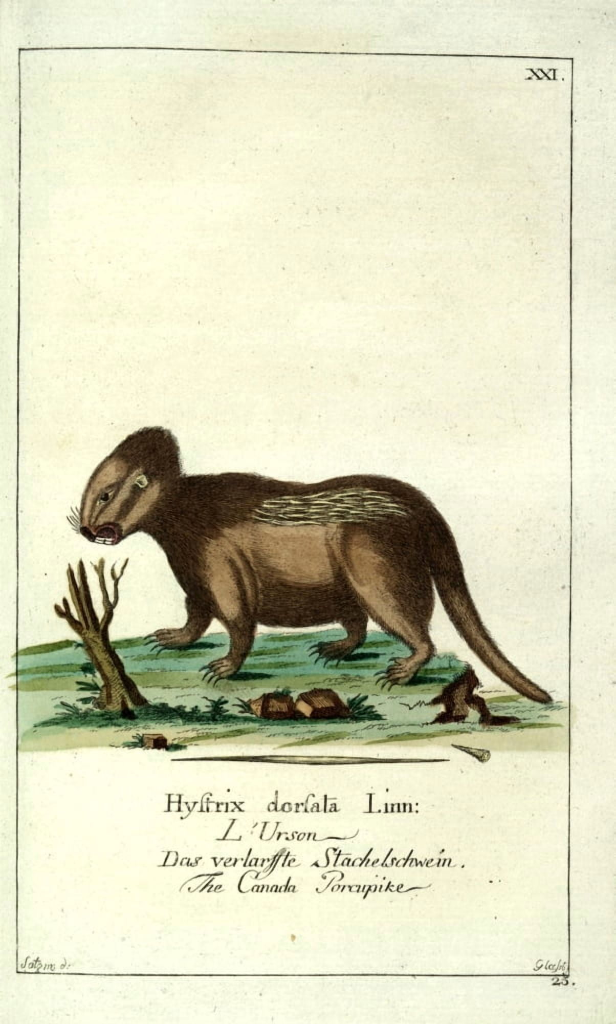 Naturgeschichte des Thierreichs 1780 Canada Porcupine Canvas Art - Daniel Sotzmann (18 x 24)