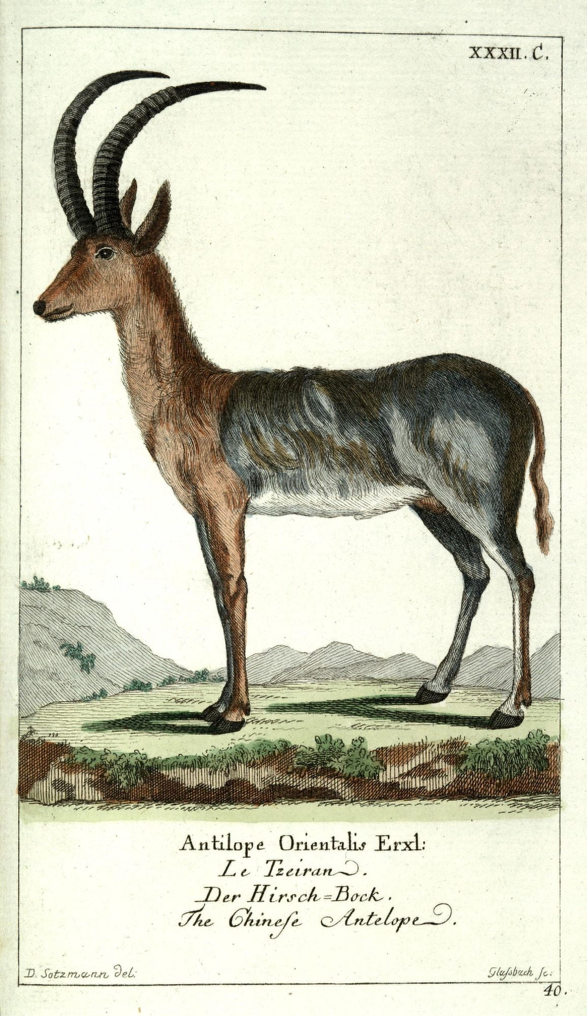 Naturgeschichte des Thierreichs 1780 Chinese Antelope Canvas Art - Daniel Sotzmann (18 x 24)