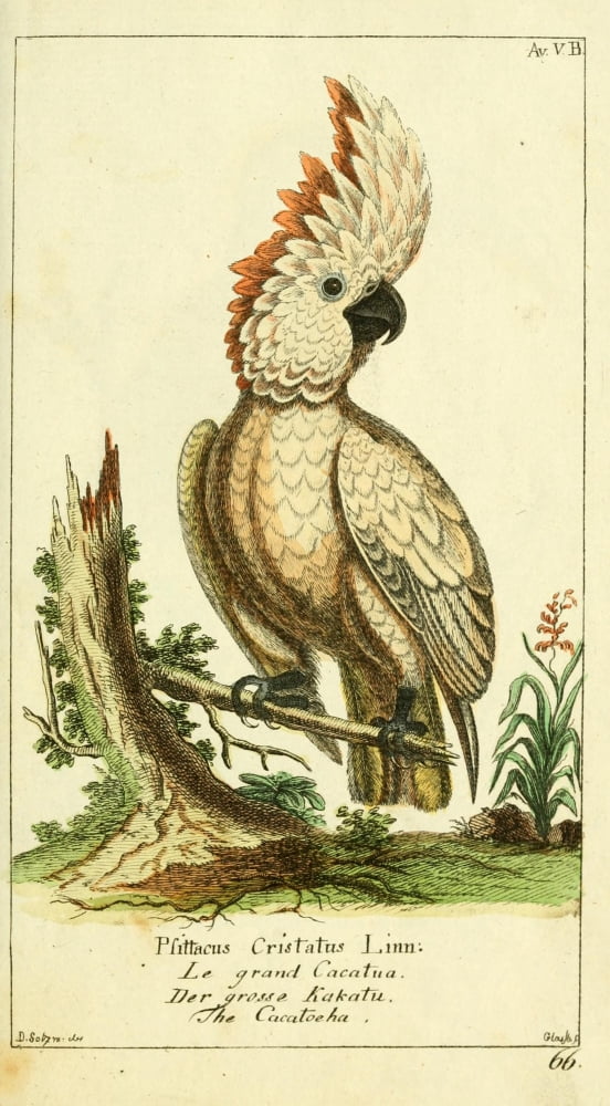 Naturgeschichte des Thierreichs 1780 Cockatoo Canvas Art - Daniel Sotzmann (24 x 36)