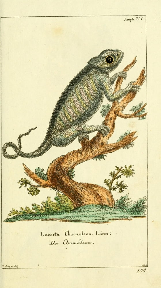 Naturgeschichte des Thierreichs 1780 Common Chameleon Canvas Art - Daniel Sotzmann (18 x 24)