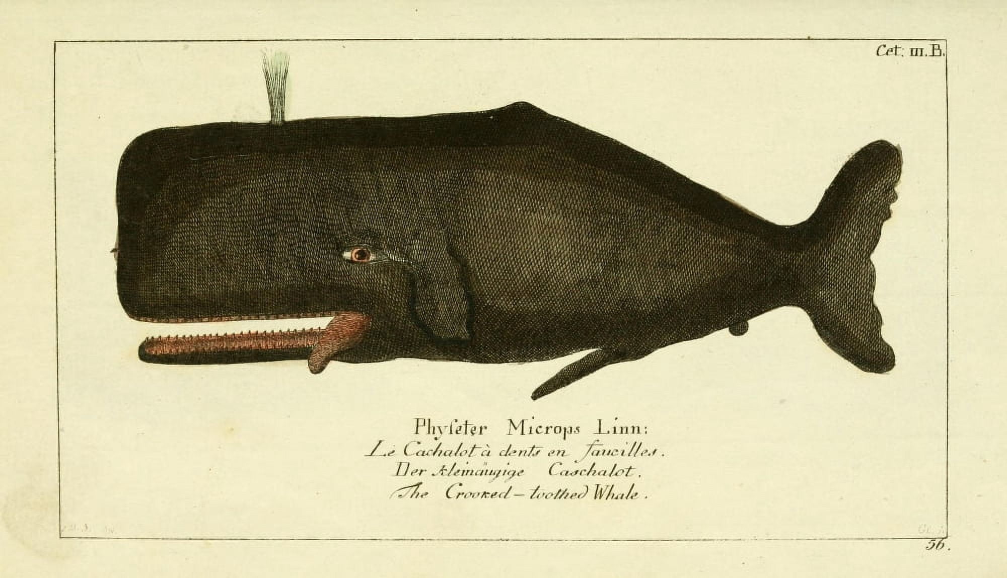 Naturgeschichte des Thierreichs 1780 Crooked-toothed Whale Canvas Art - Daniel Sotzmann (24 x 36)
