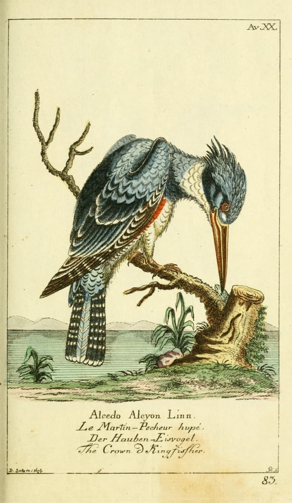 Naturgeschichte des Thierreichs 1780 Crowned Kingfisher Canvas Art - Daniel Sotzmann (24 x 36)