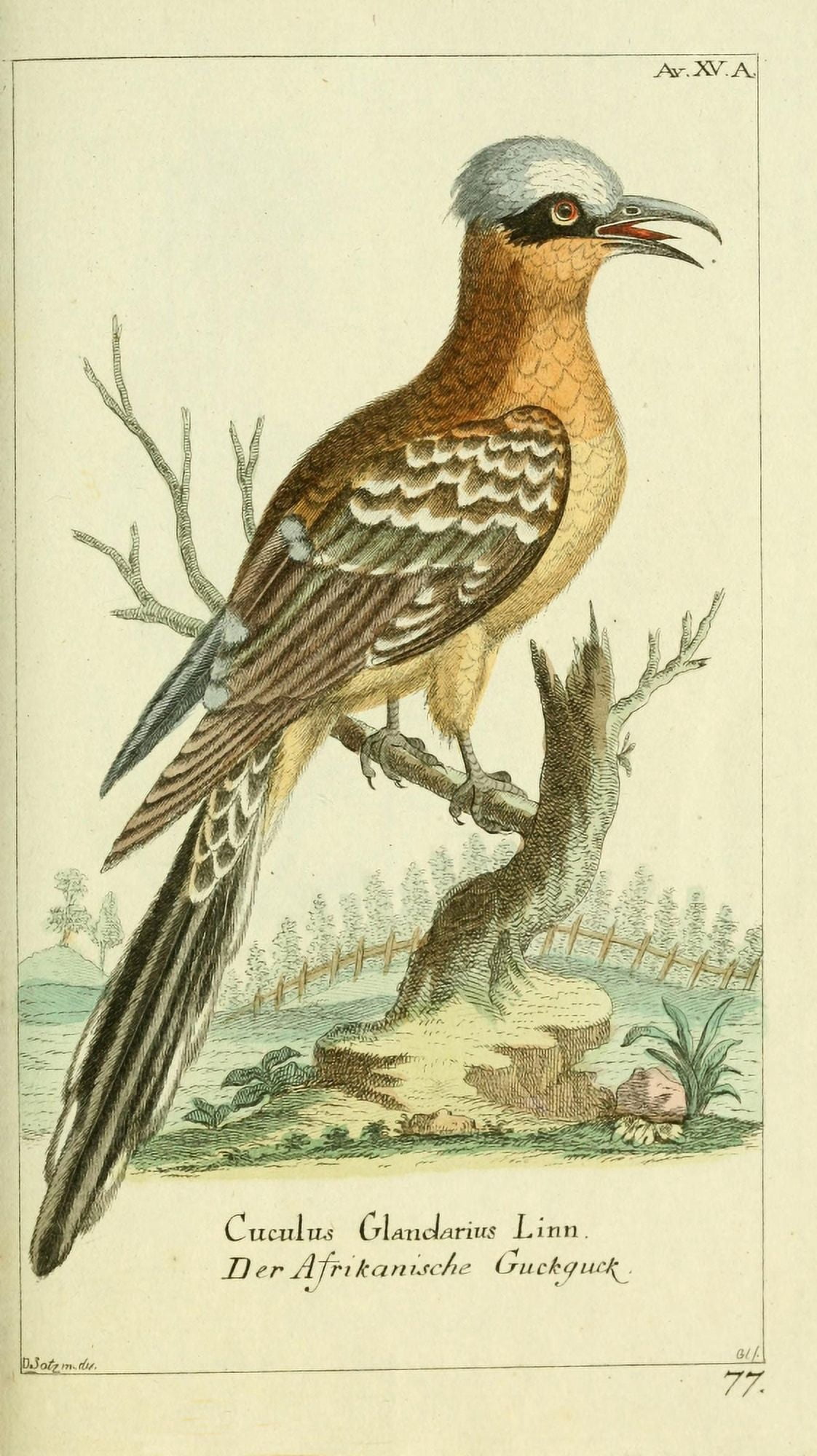 Naturgeschichte des Thierreichs 1780 Cuckoo Canvas Art - Daniel Sotzmann (24 x 36)